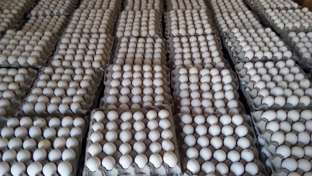 MASHALLAH EGGS ATTOCK